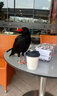 紅嘴山鴉飼料專用鳥食鴉科飼料烏鴉山鴨幼鳥糧用品增肥靚羽高鈣糧 1桶裝【面包蟲干】營養(yǎng)小零食 曬單實拍圖