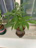 發(fā)財樹盆栽大植物室內(nèi)辦公室桌面客廳小盆景招財樹苗綠植花卉盆栽 三桿發(fā)財樹 5-8cm【隨機古風盆】 【送肥料】 曬單實拍圖