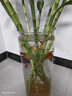 百綸木千草金魚(yú)觀(guān)賞魚(yú)冷水魚(yú)不加溫新手好養純種鳳尾大紅草魚(yú)苗 3-5cm草金魚(yú)11條 送魚(yú)糧 曬單實(shí)拍圖