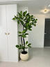 臨雅孟加拉榕樹(shù)客廳綠植高端造型室內大型盆栽四季好養圓球盆源頭直發(fā) 曬單實(shí)拍圖