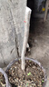 白蘭花盆栽玉蘭花樹(shù)苗帶花苞黃蘭陽(yáng)臺庭院濃香型花卉四季花卉植物 黃蘭3年苗高40-50cm 曬單實(shí)拍圖