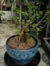 枸杞樹(shù)苗盆栽盆景庭院陽(yáng)臺老樁樹(shù)樁綠植造型植物庭院食用枸杞果實(shí) 原盆20年老樁枸杞 帶盆栽好 曬單實(shí)拍圖