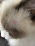 獒少?！編焱?墊板】寵物航空箱大號狗貓托運箱貓咪狗狗航空箱運輸箱 一號 建議12斤以?xún)?曬單實(shí)拍圖