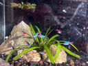 紅綠燈魚(yú)小型熱帶燈科魚(yú)活體草缸群游魚(yú)觀(guān)賞魚(yú)寶蓮燈斑馬魚(yú)孔雀魚(yú) 1.6cm左右紅綠燈5條 曬單實(shí)拍圖