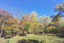 艾諾絲雅詩(shī)【商場(chǎng)同款】冬季新款100%綿羊毛針織衫連帽內搭毛衣31118091 奶油米 M 曬單實(shí)拍圖