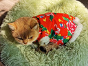 寵城狗狗東北大花襖秋冬季保暖泰迪比熊博美中小型犬寵物貓咪棉服衣服 紅色大花襖 XS【建議1-2斤 具體參考胸圍背長(cháng)】 曬單實(shí)拍圖