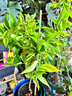 雙色茉莉花盆栽濃香型四季開(kāi)花持久變色鴛鴦番茉莉花苗綠植物花卉 8年苗（枝干粗壯）高50-60cm左右 不含盆 曬單實(shí)拍圖