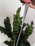 雙盟金錢(qián)樹(shù)大型綠植盆栽辦公室內花卉除甲醛招財60-70cm白盆源頭直發(fā) 曬單實(shí)拍圖