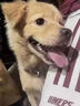 犬窩咳狗狗感冒寵物咳嗽干嘔鼻塞流鼻涕打噴嚏發(fā)燒專用窩咳凈片 1瓶 【特效體驗(yàn)裝】 曬單實(shí)拍圖