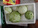 高原夏菜新鮮包菜卷心菜綠甘南菜甘藍圓白菜時(shí)令蔬菜健康營(yíng)養早餐 1.5斤-2斤高端標準菜 曬單實(shí)拍圖