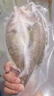 鮮京采三去海鱸魚3斤/3條 生鮮魚類 白蕉鱸魚地標(biāo) 無冰凈重3斤 源頭直發(fā) 曬單實拍圖