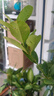 【直播專(zhuān)享】香水檸檬樹(shù)苗綠植客廳大盆栽可食用大型綠植室內客廳 [帶花或果]1.4-1.5m+培育盆 曬單實(shí)拍圖