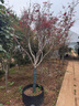 歐博 紅楓樹(shù)苗日本紅楓中國紅紅舞姬盆栽陽(yáng)臺庭院植物別墅綠化風(fēng)景樹(shù) 中國紅楓三季紅12厘米粗 不含盆 曬單實(shí)拍圖