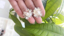 伊燦趙麗穎同款煙花仿珍珠耳釘女2025年新款爆款氣質(zhì)耳飾精致高級(jí)耳環(huán) 趙麗穎同款煙花珍珠耳釘 曬單實(shí)拍圖
