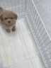 純種泰迪犬馬爾泰幼崽寵物狗狗茶杯犬黃白色香檳泰迪小型 血統(tǒng)級 母 曬單實(shí)拍圖