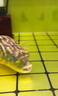 河豚魚(yú)飼料熱帶淡水觀(guān)賞魚(yú)狗頭斑馬巧克力娃娃魚(yú)小型高蛋白顆粒糧 一瓶【河豚魚(yú)飼料】體驗裝 曬單實(shí)拍圖