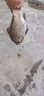 鄧剛主攻釣魚(yú)餌料野釣專(zhuān)用通殺鯽魚(yú)鯉魚(yú)鳊魚(yú)必爆護超誘魚(yú)食魚(yú)餌料 買(mǎi)5 送5【狂拉千斤魚(yú)】10包裝 曬單實(shí)拍圖