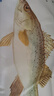 仙泉湖冷凍三去白蕉海鱸魚(yú)700g/袋生鮮水產(chǎn)食材(350g*2條) 中秋生鮮食材 曬單實(shí)拍圖