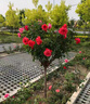 【精品】高桿樹(shù)樁月季四季開(kāi)花大花濃香型棒棒糖月季耐寒樹(shù)狀花卉 【三公分粗】紅色大花（原盆原土打木架發(fā)貨） 【高桿】1.2米-1.6米高度 曬單實(shí)拍圖