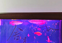 金龍魚(yú)活魚(yú)龍魚(yú)幼苗招財風(fēng)水金頭過(guò)背古典藍底金龍魚(yú)苗熱帶觀(guān)賞魚(yú) 一條魚(yú)苗2-3cm 曬單實(shí)拍圖