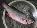 鮮活沖浪大鱸魚(yú)600-750g/條 曬單實(shí)拍圖