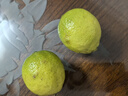 四川安岳青檸檬新鮮水果精選皮薄特產(chǎn)孕婦營(yíng)養檸檬青產(chǎn)地直發(fā)包郵 安岳青檸檬2粒 單果80g+ 曬單實(shí)拍圖