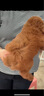 純種泰迪幼犬貴賓犬長(cháng)不大泰迪活幼體茶杯犬小型犬寵物狗狗 寵物級 深棕色 母 曬單實(shí)拍圖
