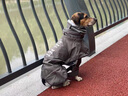 MIKI PAD狗狗雨衣分體式中大型犬全包四腳防水雨披狗衣服寵物沖鋒衣邊牧 雨披+防臟褲【全身防護】 6XL（胸圍72-83 建議50-60斤） 曬單實(shí)拍圖