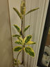 大型盆栽各種植物發(fā)財樹(shù)金錢(qián)樹(shù)綠蘿慶典喬遷盆景綠植辦公室內客廳 造型黃金榕1.1-1.3米【圓柱盆】 含盆 曬單實(shí)拍圖