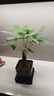 【帶盆高度約15-25cm】發(fā)財樹盆栽室內(nèi)植物客廳辦公室吸甲醛好養(yǎng) 單桿發(fā)財樹+塑料四方舍得盆+小方底座 花盆直徑約8cm 曬單實拍圖