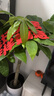 植男植女發(fā)財(cái)樹客廳大型盆栽室內(nèi)真綠植好養(yǎng)落地辦公室開業(yè)招財(cái)樹源頭直發(fā) 曬單實(shí)拍圖