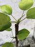 沙梨樹(shù)苗優(yōu)良嫁接 庭院盆栽 黃花梨果樹(shù)苗山嶺地栽南北方種植果苗 甜沙梨3年苗【帶土帶葉】 60cm(含)-69cm(含) 曬單實(shí)拍圖