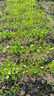 草坪專(zhuān)用膠假草皮環(huán)保大桶膠水人工仿真草戶(hù)外防水學(xué)校操場(chǎng)幼兒園 防水草坪膠2公斤-贈(zèng)送刷子刮板 曬單實(shí)拍圖