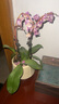 【蝴蝶蘭盆栽帶盆】帶花帶花苞室內(nèi)花卉高端綠植年貨喜慶植物花卉 粉色系3劍蝴蝶蘭【品種隨機】北歐盆 曬單實拍圖