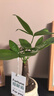 京云夢(mèng)發(fā)財(cái)樹小盆栽花卉辦公室綠植招財(cái)送禮單桿發(fā)財(cái)樹甜甜圈源頭直發(fā) 曬單實(shí)拍圖