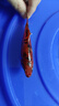 錦鯉魚(yú)活魚(yú)觀(guān)賞魚(yú)純種魚(yú)大型紅白冷水淡水好養耐活金魚(yú)小魚(yú)苗錦鯉 11-13cm三色2條 曬單實(shí)拍圖
