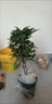 桂花苗 嫁接桂花樹(shù)苗盆栽花卉帶土球庭院陽(yáng)臺室內室外栽植耐寒植物當年開(kāi)花 金桂 3年苗 曬單實(shí)拍圖