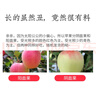 京愿陜西紅富士蘋果脆甜丑蘋果時(shí)令平果新鮮冰糖心蘋果水果生鮮 凈重4.5斤實(shí)惠裝 曬單實(shí)拍圖