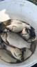 達瓦卡茲達瓦魚(yú)竿手桿高碳超輕5H超硬6H/8H/10H19調輕量大物鰱鳙桿野釣 7.2m 5H28偏19調性+原裝竿稍 曬單實(shí)拍圖