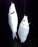 民間藝人路滑磯釣魚漂日夜兩用夜光漂變色遠(yuǎn)投滑漂加粗醒目三角菱形尾浮漂 LH-06吃鉛8g 不變色款 曬單實(shí)拍圖