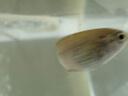 YEE超白魚(yú)缸桌面客廳生態(tài)斗金魚(yú)烏龜缸造景小型水草養魚(yú)玻璃裸缸30cm 曬單實(shí)拍圖