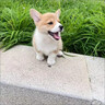 純種柯基幼犬活體雙血統(tǒng)威爾士雙色三色小短腿小型犬家養(yǎng)寵物狗狗 血統(tǒng)級 雙血統(tǒng)帶證書 公 曬單實(shí)拍圖