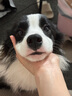 愛(ài)肯拿（ACANA）狗糧 鴨肉梨成犬幼犬 低敏去淚痕 全價(jià)通用原裝進(jìn)口糧2kg效期26/5 曬單實(shí)拍圖