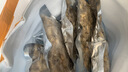 大號花甲肉無(wú)冰無(wú)沙新鮮速凍帶黃蛤喇肉新鮮海產(chǎn)品產(chǎn)地現發(fā)包郵 鮮凍花甲肉200克*1袋 曬單實(shí)拍圖