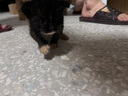 添賜力（NurseMate）寵物貓咪幼犬牛初乳營(yíng)養(yǎng)膏30ml增強(qiáng)膏貓狗通用 曬單實(shí)拍圖
