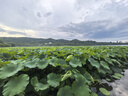 卡羅特不銹鋼菜板抗菌防霉家用食品級案板切菜板水果砧板雙面粘板大號 曬單實(shí)拍圖