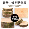 龜真壽龍眼木 特大號  烏龜曬臺(tái)爬臺(tái)休息臺(tái)養(yǎng)龜龜缸造景龍眼樹樁 曬單實(shí)拍圖