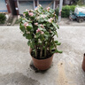 綠有意金枝玉葉盆栽老樁多肉水培植物室內花辦公室綠植好養凈化空氣 金枝玉葉【早安吸水盆】+肥 曬單實(shí)拍圖