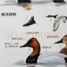 （加贈鳥(niǎo)類(lèi)貼紙）中國鳥(niǎo)類(lèi)觀(guān)察手冊鳥(niǎo)類(lèi)圖鑒百科全書(shū) 觀(guān)鳥(niǎo)手冊書(shū) 鳥(niǎo)類(lèi)行為動(dòng)物科普 中國國家地理書(shū)籍 包含1491種鳥(niǎo) 曬單實(shí)拍圖