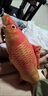 網(wǎng)紅仿真魚(yú)玩偶公仔寵物玩具鯉魚(yú)抱枕魚(yú)枕頭毛絨玩具女生男生睡覺(jué) 紅鯉魚(yú) 25厘米 曬單實(shí)拍圖